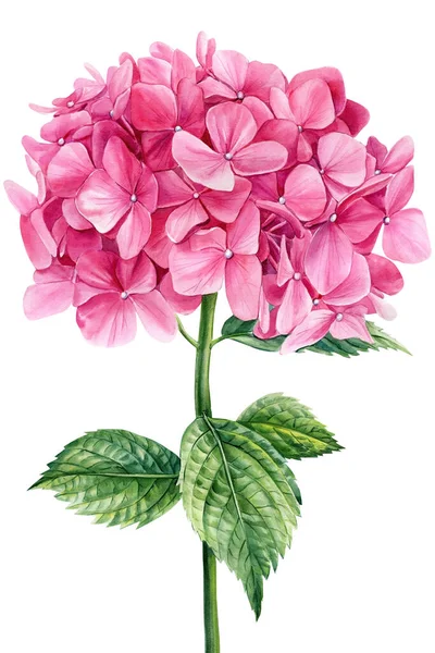 Ροζ Λουλούδια Ορτανσία Λευκό Απομονωμένο Φόντο Ακουαρέλα Βοτανική Απεικόνιση Εικόνα — Φωτογραφία Αρχείου