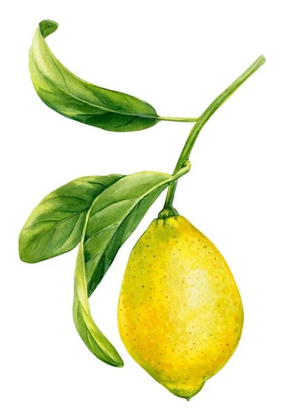 Rijp Fruit Een Geïsoleerde Witte Achtergrond Aquarel Botanische Schilderen Citrusvruchten — Stockfoto