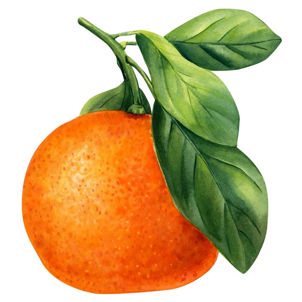 Rijp Fruitsinaasappel Een Geïsoleerde Witte Achtergrond Aquarel Botanische Schilderkunst Hoge — Stockfoto