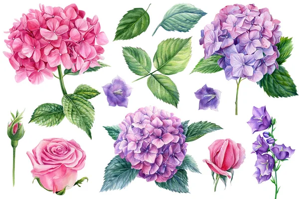 Zestaw Kwiatów Róża Hortensja Dzwon Liście Akwarelowa Ilustracja Botaniczna Wysokiej — Zdjęcie stockowe