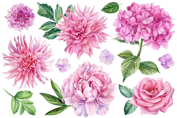 Een Set Bloemen Pioen Roos Dahlia Hortensia Bladeren Aquarel Botanische — Stockfoto