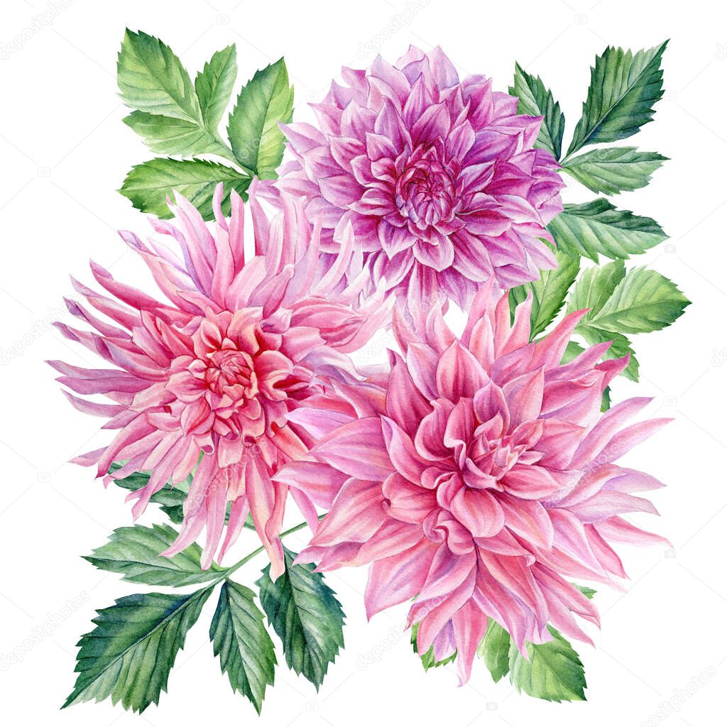 dahlias flowers and leaves, watercolor botanical illustration. High quality illustration