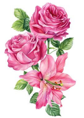 Pembe çiçekler beyaz arka planda izole edilmiş. Gül ve zambak buketi. Yüksek kaliteli illüstrasyon