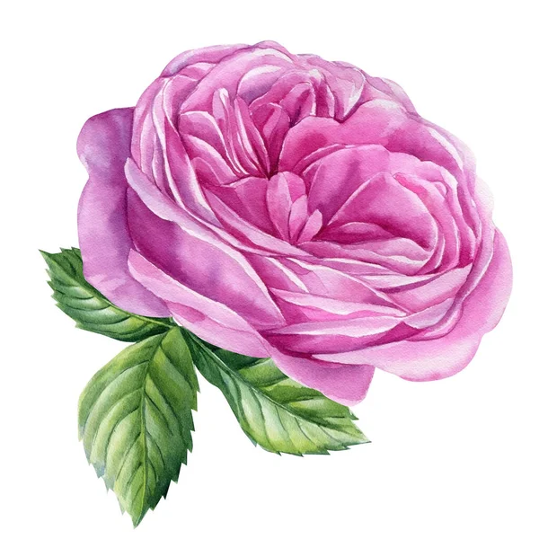 Acquerello Rosa Foglie Fiore Rosa Isolato Sfondo Bianco Illustrazione Botanica — Foto Stock