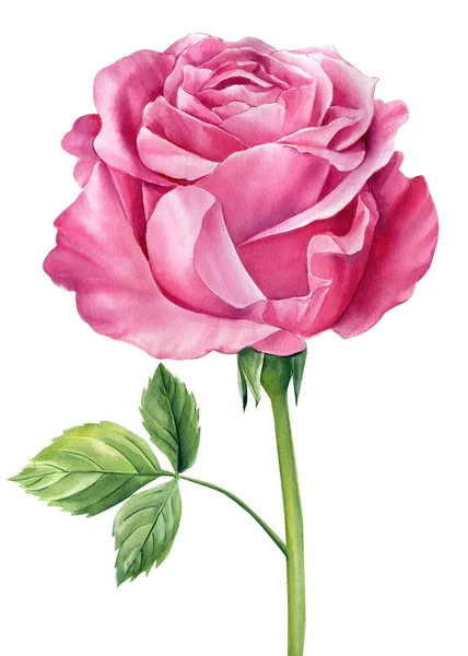 Rosa Com Folha Isolada Sobre Fundo Branco Flora Aquarela Para — Fotografia de Stock