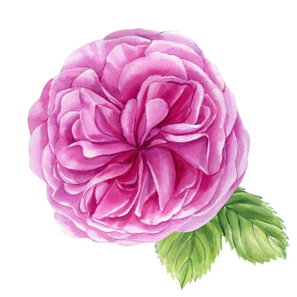 Τριαντάφυλλο Και Φύλλο Ροζ Λουλούδι Απομονωμένο Λευκό Φόντο Υδατογραφία Χλωρίδα — Φωτογραφία Αρχείου