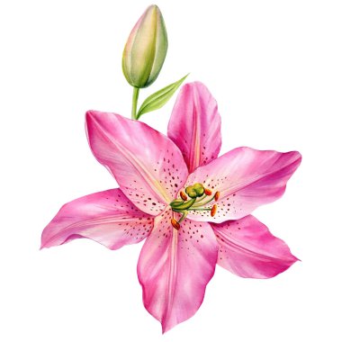 İzole edilmiş beyaz arka planda zambak çiçeği, suluboya botanik illüstrasyon. Yüksek kaliteli illüstrasyon