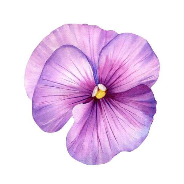 Viola Watercolor Pink Flower White Isolated Background 손으로 식물상 질높은 — 스톡 사진