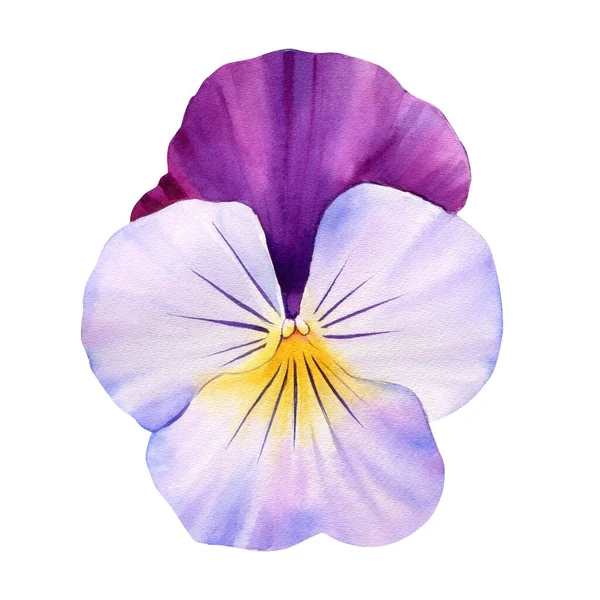 Pansy Aquarela Flores Primavera Fundo Isolado Branco Ilustração Alta Qualidade — Fotografia de Stock