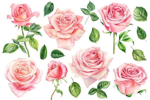 Встановіть Рожеві Троянди Квіти Бутони Листя Білому Тлі Квітковий Дизайн — стокове фото