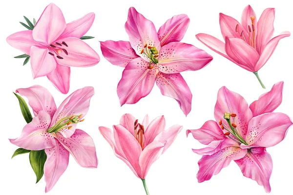 Lilies, set pink flowers on an isolated white background, watercolor illustration, collection, greeting card. High quality illustration