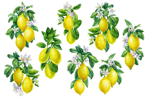 Akvarell Illustration Gren Citron Isolerad Vit Bakgrund Botanisk Målning Högkvalitativ — Stockfoto