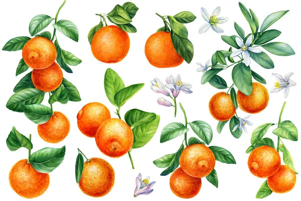 果実が孤立した白い背景を持つ枝 水彩植物のイラスト オレンジ みかん 高品質の写真 — ストック写真