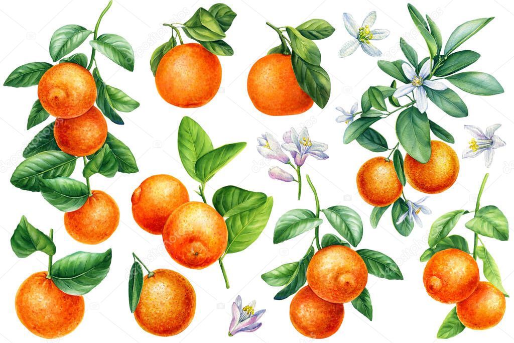 Branches with leaves, flowers, fruits isolated white background, watercolor botanical illustration, orange, tangerines. High quality photo