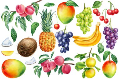 Olgun meyve, portakal, muz, hindistan cevizi, tatlı, mango ve üzüm koyun. Nar ve ananas. Suluboya çizimi. Yüksek kaliteli illüstrasyon