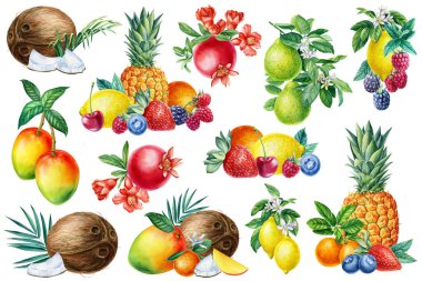 Suluboya meyveler, portakal ve hindistan cevizi. Tatlı mango, çilek, yaban mersini, nar ve ananas. Yüksek kaliteli illüstrasyon