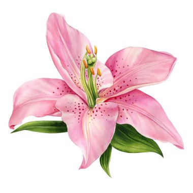 Lily, izole edilmiş beyaz bir arka planda pembe çiçek suluboya illüstrasyon, koleksiyon, tebrik kartı. Yüksek kaliteli illüstrasyon