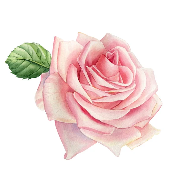 Розы Цветок Белом Фоне Цветочный Дизайн Ручная Рисованная Ботаническая Акварель — стоковое фото