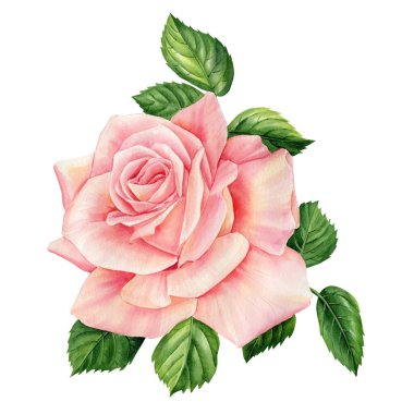 Pembe güller, beyaz arka planda yapraklar, çiçek tasarımı. El çizimi botanik suluboya resim. Yüksek kaliteli illüstrasyon