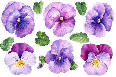 İbne, keman çiçekleri beyaz izole arka planda suluboya. Yüksek kaliteli illüstrasyon