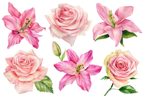 Definir Flores Rosa Lírios Rosas Fundo Branco Isolado Ilustração Aquarela — Fotografia de Stock