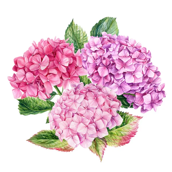 Rózsaszín Hortenzia Virágok Akvarell Botanikus Festés Virágdíszlet Kiváló Minőségű Illusztráció — Stock Fotó