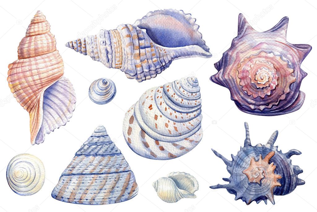 Set of Seashells on isolated white background, watercolor illustration, sea clipart. High quality illustration