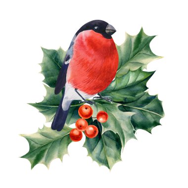 Beyaz izole bir arka planda, dallı suluboya kuş ispinozu. Yüksek kaliteli illüstrasyon