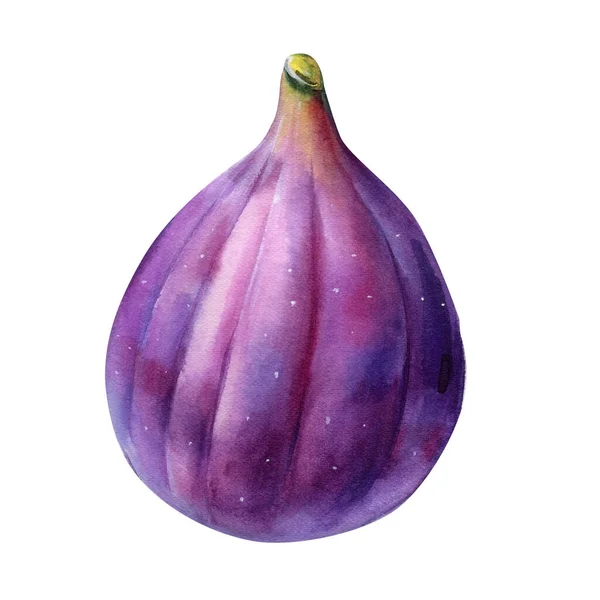 Fresh Ripe Purple Fig Watercolor Fruit White Isolated Background High — ストック写真