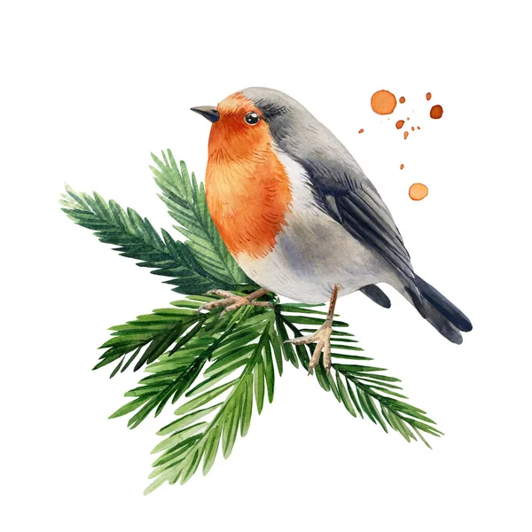Winter Bird Bullfinch Robin Branch Watercolor White Isolated Background High — 스톡 사진
