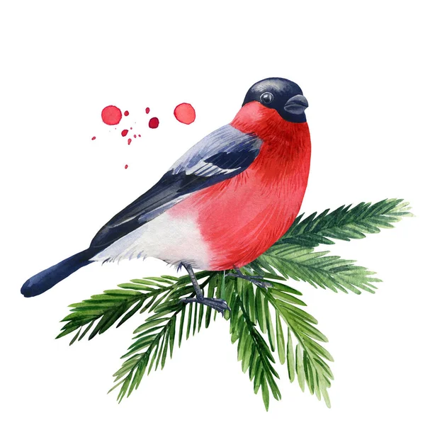 Winter Bird Bullfinch Branch Watercolor White Isolated Background High Quality — 스톡 사진