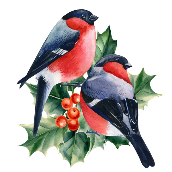 Birds Bullfinches Branch Watercolor White Isolated Background Winter Holiday Card —  Fotos de Stock