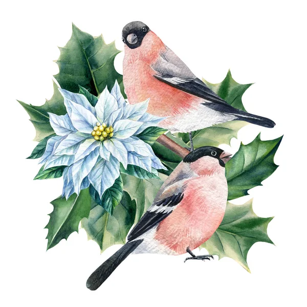Χειμερινά Πουλιά Ροζ Bullfinch Και Λουλούδι Ακουαρέλα Ένα Λευκό Απομονωμένο — Φωτογραφία Αρχείου