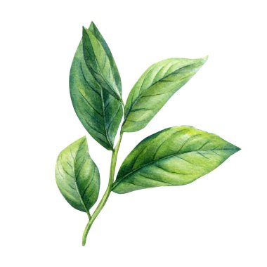 İzole edilmiş beyaz arka planda yaprakları olan bir dal, suluboya el çizimi. Yüksek kaliteli illüstrasyon