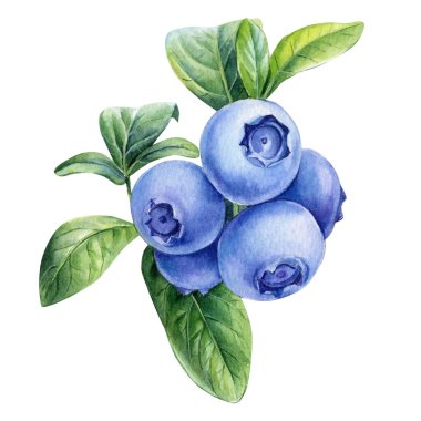 İzole edilmiş beyaz bir arka planda yabanmersini. Suluboya el böğürtlen. Yüksek kaliteli illüstrasyon