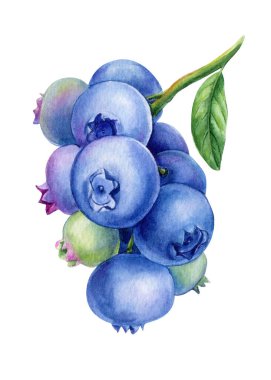 İzole edilmiş beyaz bir arka planda yabanmersini. Suluboya el böğürtlen. Yüksek kaliteli illüstrasyon