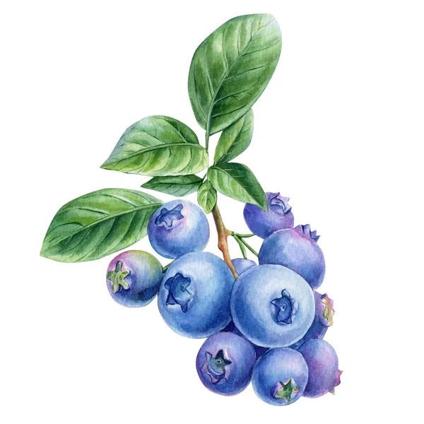 Blueberry Branch Berries Leaves Isolated White Background Watercolor Botanical Illustration — 스톡 사진