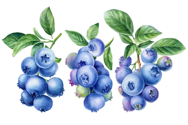 蓝莓枝条 浆果和叶子在一个孤立的白色背景上 水彩画植物图解 高质量的例证 — 图库照片