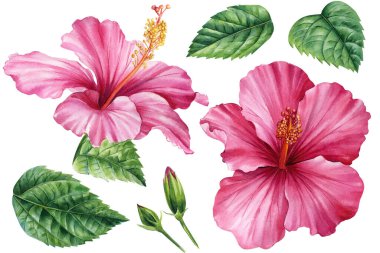 set of hibiscus flowers on an isolated white background, botanical illustration, painted in watercolor tropical flowers. High quality illustration