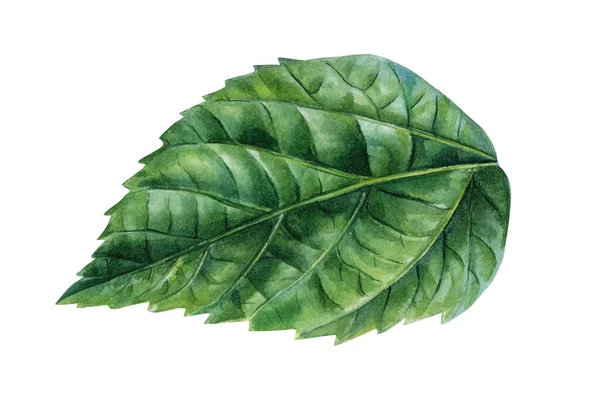 Green Leaf Isolated White Background Botanical Illustration Painted Watercolor High — Stock Photo, Image