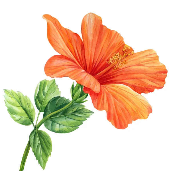 Hibiscus Flower Isolated White Background Watercolor Botanical Illustration High Quality — Stock fotografie