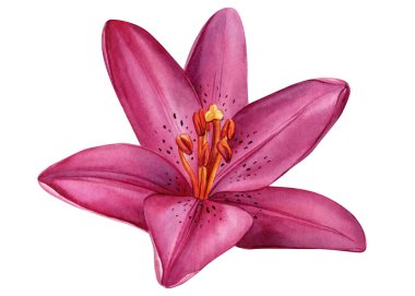 Lily çiçeği, beyaz arka planda izole edilmiş tropikal çiçek. Suluboya çizimi. Yüksek kaliteli illüstrasyon
