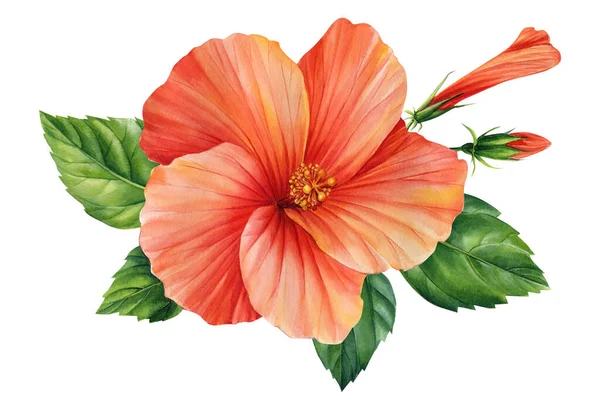 Set Hibiscus Flowers Isolated White Background Botanical Illustration Painted Watercolor — Stockfoto