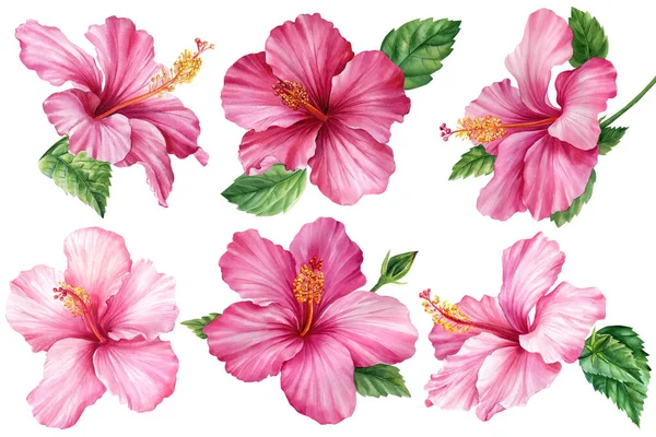 Pink Hibiscus Flowers Isolated White Background Watercolor Plant Botanical Illustration — 스톡 사진