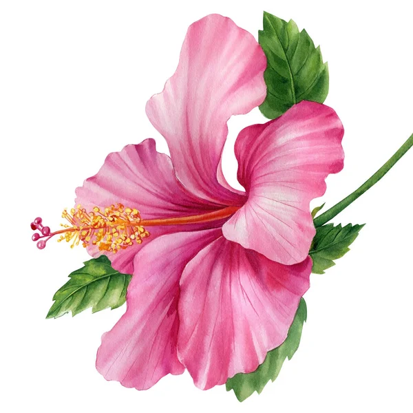 Pink Hibiscus Flower Isolated White Background Botanical Illustration Watercolor Tropical — 图库照片