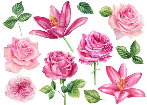 Set Flowers Lily Roses Leaves Watercolor Illustration Pink Flower Background — Stock Fotó