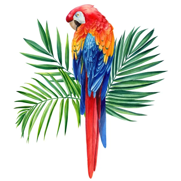 Akvarell Virágos Egzotikus Illusztráció Papagájjal Trópusi Levelekkel Vörös Arapagáj Kiváló — Stock Fotó