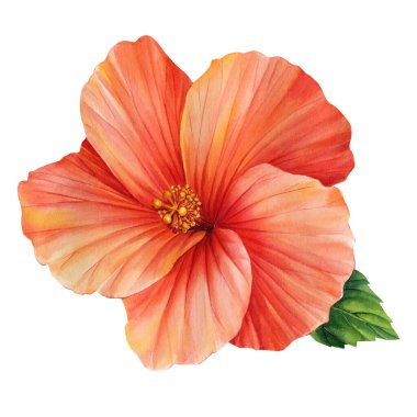 İzole edilmiş beyaz bir zemin üzerinde, suluboya tropikal çiçeklerle boyanmış bir dizi çiçek. Yüksek kaliteli illüstrasyon