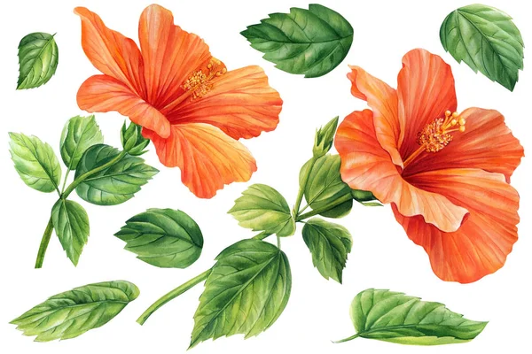Květy Ibišku Izolovaném Bílém Pozadí Botanická Ilustrace Akvarel Tropických Květin — Stock fotografie