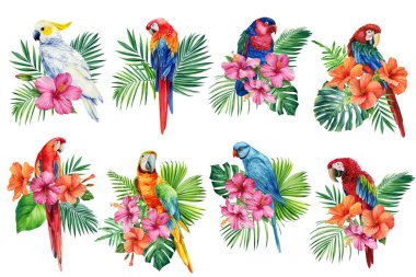 Set of parrots on an isolated white background, watercolor painting, jungle design. High quality illustration